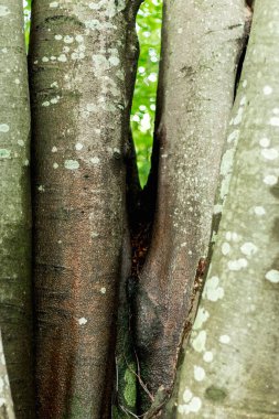 Karpatlar 'daki kayın ormanı, eski büyük ağaç.