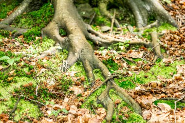 Kayın kökleri alışılmadık şekillerde, mos.