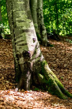 Kayın kökleri alışılmadık şekillerde, mos.