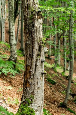Üzerinde mantar olan uzun kayın gövdesi, Carpathian ön kısmı.