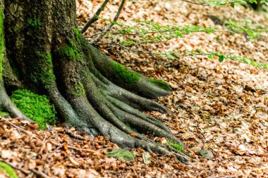 Kayın kökleri alışılmadık şekillerde, mos.