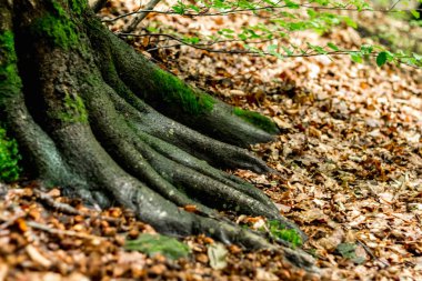 Kayın kökleri alışılmadık şekillerde, mos.