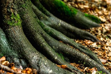 Kayın kökleri alışılmadık şekillerde, mos.