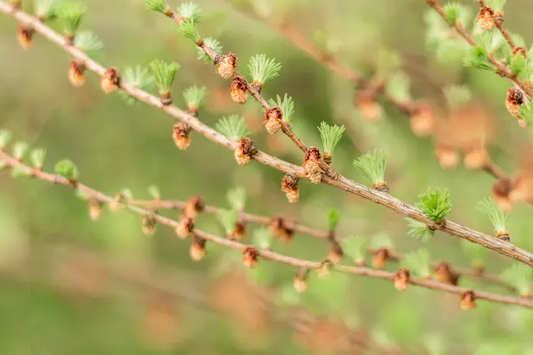 stock image young larch branches in spring, new shoot