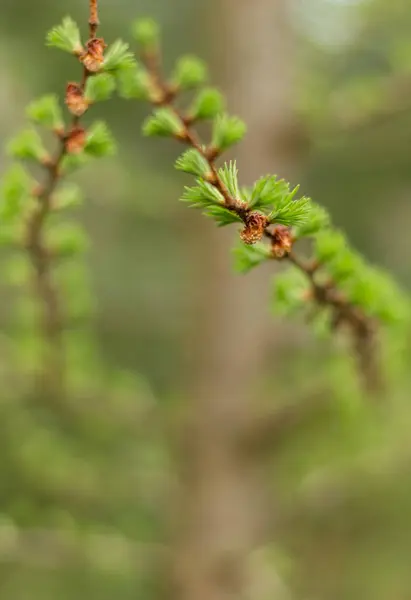 stock image young larch branches in spring, new shoot