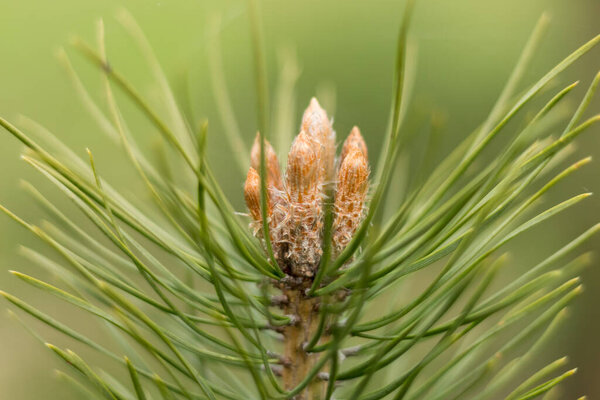 сосновые почки весной, новые побеги близко-у