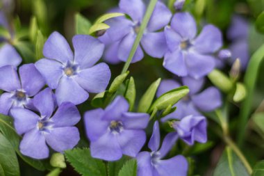 Bir grup leylak menekşe çiçeği.