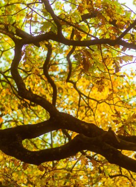 Sonbahar meşesi ormanı, taç ve zengin kolo yaprakları.