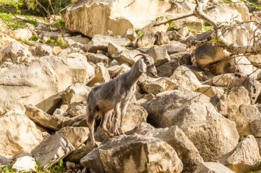 Kıbrıs 'taki Avakas' ın doğal geçidinde vahşi keçiler, kur yapmanın kamuflaj rengi.