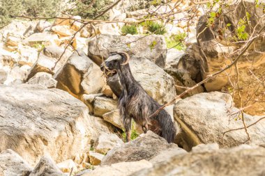 Kıbrıs 'taki Avakas' ın doğal geçidinde vahşi keçiler, kur yapmanın kamuflaj rengi.