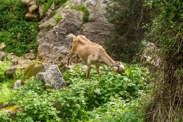 Kıbrıs 'taki Avakas' ın doğal geçidinde vahşi keçiler, kur yapmanın kamuflaj rengi.