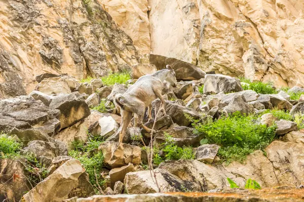 Stock image wild goats in the natural gorge of Avakas on Cyprus, camouflage coloration of woo