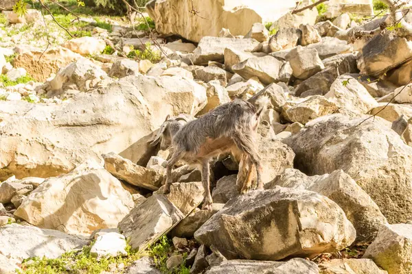 stock image wild goats in the natural gorge of Avakas on Cyprus, camouflage coloration of woo