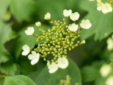 Viburnum yaz başında çiçek açar.