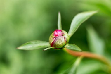 Açılmamış şakayık tomurcukları bir çiçeğin içinde yakın plan