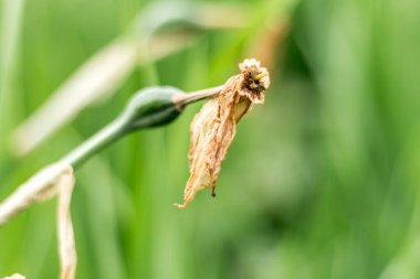 solgun sarı nergis çiçekleri çiçek tarlasına yakın, solgun ve yaşlı