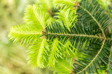 Spruce dalları yakın, ilkbahar öncüleri