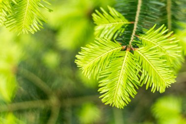 Spruce dalları yakın, ilkbahar öncüleri