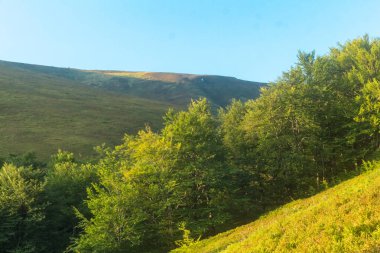 Ukrayna Karpatları 'ndaki Borzhava çayır manzarası