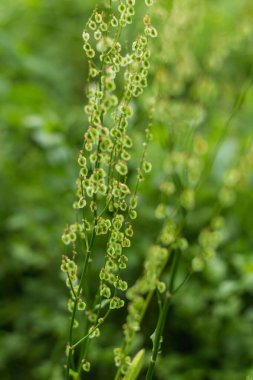 Yakından kuş çiçekleri, Karpatlar 'ın vahşi bitkileri.