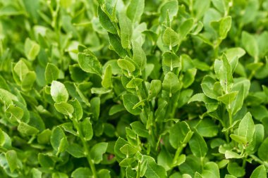 Karpatya 'daki bir ormanda böğürtlensiz yaban mersini çalısı