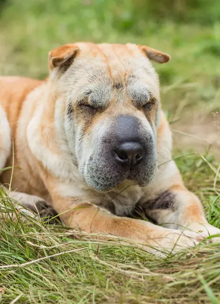 Yeşil bir yasaya göre yetişkin Sharpei köpeği