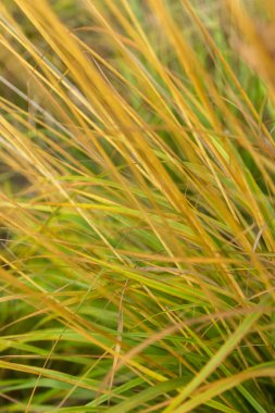  Narin ve ince sarı-yeşil çimen bıçaklarının yakın çekimi yumuşak, tüylü bir dokuya sahip, huzur ve sükunet hissi uyandırıyor.