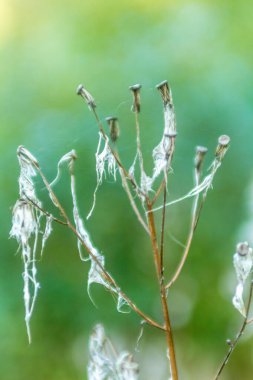  Close-up of a dried plant with delicate, white, feathery seed pods, captured against a blurred green backdrop, evoking a soft, dreamy, and ethereal vibe clipart