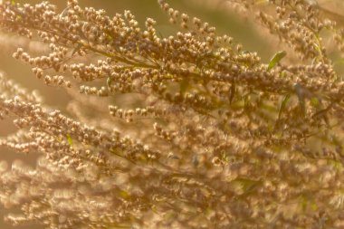 Sonbaharda küçük çiçeklerle kuru çimenler.