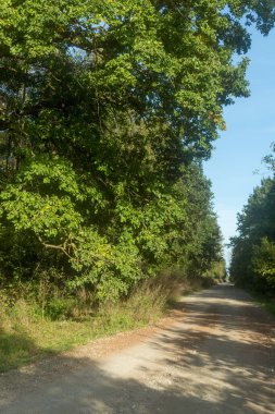  Batı Ukrayna 'da sık bir ormanın içinden geçen toprak bir yol. Uzun ağaçlar, benekli güneş ışığı ve huzurlu bir atmosfer..