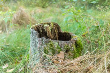 Yeşil yosunlarla kaplı oyuk bir ağaç gövdesine yakın plan, uzun otların arasına yerleşmiş, dokuyu ve çürümeyi gözler önüne seriyor.