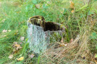 Yeşil yosunlarla kaplı oyuk bir ağaç gövdesine yakın plan, uzun otların arasına yerleşmiş, dokuyu ve çürümeyi gözler önüne seriyor.