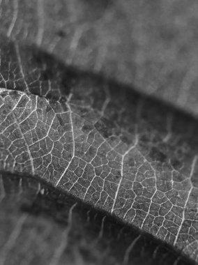 Bir ağaç yaprağının sersemletici siyah beyaz görüntüsü, tek renkli bir kompozisyonda karmaşık detaylar ve dokular sergiliyor.