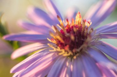 Sonbahar kasımpatı çiçekleri yakın plan