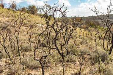 Kıbrıs dağlarındaki orman yangınından sonra yanan bir ağacın güçlü görüntüsü doğal afetlerin yıkıcı etkisini vurguluyor.