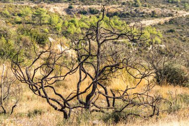 Kıbrıs dağlarındaki orman yangınından sonra yanan bir ağacın güçlü görüntüsü doğal afetlerin yıkıcı etkisini vurguluyor.