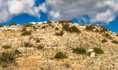 Kıbrıs dağlarındaki orman yangınından sonra yanan bir ağacın güçlü görüntüsü doğal afetlerin yıkıcı etkisini vurguluyor.