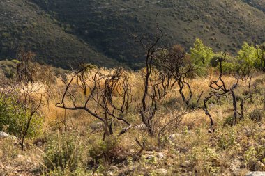 Kıbrıs dağlarındaki orman yangınından sonra yanan bir ağacın güçlü görüntüsü doğal afetlerin yıkıcı etkisini vurguluyor.