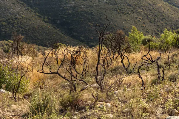 Kıbrıs dağlarındaki orman yangınından sonra yanan bir ağacın güçlü görüntüsü doğal afetlerin yıkıcı etkisini vurguluyor.