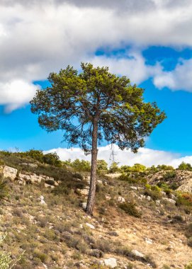 Kıbrıs platosundaki yalnız bir çam ağacının büyüleyici görüntüsü, dağlık bölgelerdeki esnekliği ve doğal güzelliği simgeliyor.