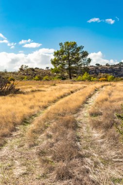Kıbrıs dağlarındaki yalnız bir çam ağacının güzel manzarası, bir tarla yolu ve kuru otların zeminine karşı, dağ manzarasının sükunetini ve güzelliğini somutlaştırıyor.