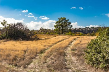 Kıbrıs dağlarındaki yalnız bir çam ağacının güzel manzarası, bir tarla yolu ve kuru otların zeminine karşı, dağ manzarasının sükunetini ve güzelliğini somutlaştırıyor.