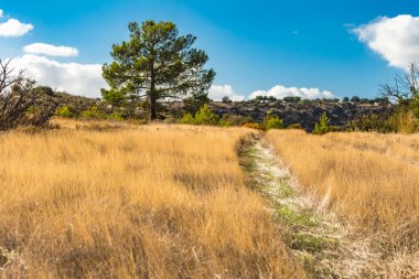 A beautiful view of a lone pine tree in the mountains of Cyprus, against the backdrop of a field road and dry grass, embodying the tranquility and beauty of the mountain landscape clipart