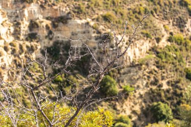 A secluded rock formation with sparse bushland in the mountains of Cyprus, reflecting the tranquility and natural beauty of the mountainous regio clipart