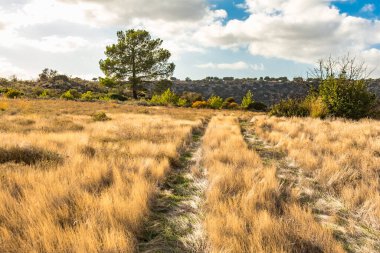 Kıbrıs dağlarındaki yalnız bir çam ağacının güzel manzarası, bir tarla yolu ve kuru otların zeminine karşı, dağ manzarasının sükunetini ve güzelliğini somutlaştırıyor.