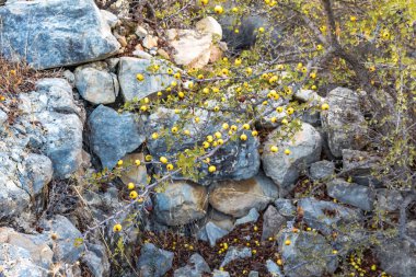 Kıbrıs dağlarındaki eski bir konutun taş kalıntıları üzerinde küçük sarı meyveler bulunan bir ağacın fotoğrafı, bölgenin doğasını ve tarihini simgeliyor.