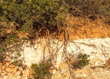 An amazing vertical cross-section of a layer of soil in Cyprus with a brown pedigree top and a white bottom, reflecting the natural processes of soil formation clipart