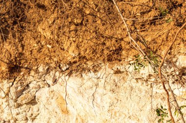 Kıbrıs 'ta kahverengi bir soy ağacı ve beyaz tabanlı bir toprak katmanının şaşırtıcı dikey kesiti toprak oluşumunun doğal süreçlerini yansıtıyor.