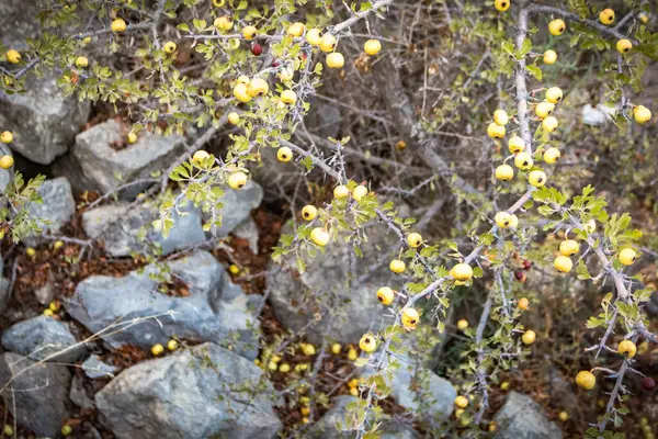 Kıbrıs dağlarındaki eski bir konutun taş kalıntıları üzerinde küçük sarı meyveler bulunan bir ağacın fotoğrafı, bölgenin doğasını ve tarihini simgeliyor.