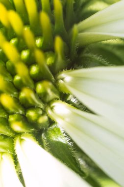 Beyaz bir Echinacea çiçeğinin yakın plan makro fotoğrafı, sarı merkezinin karmaşık detaylarını ve zarif berraklığı ve güzelliğiyle beyaz taç yapraklarını sergiliyor.